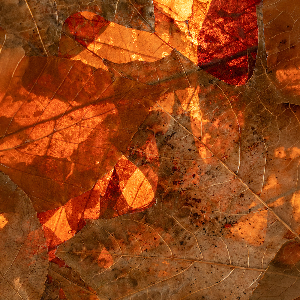 Folium Lamp I 5