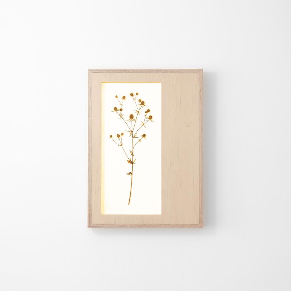 Herbarium Mini (Eryngium Planum) 2