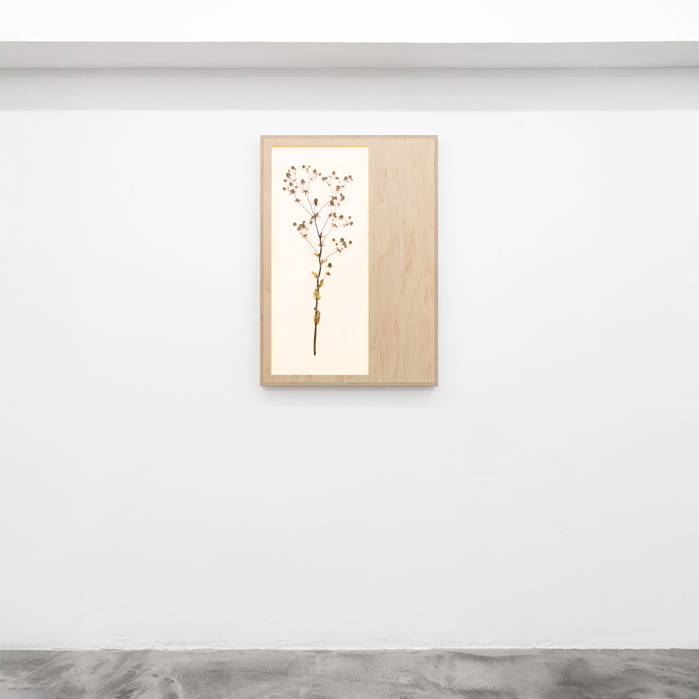 Herbarium (Eryngium Planum) 2