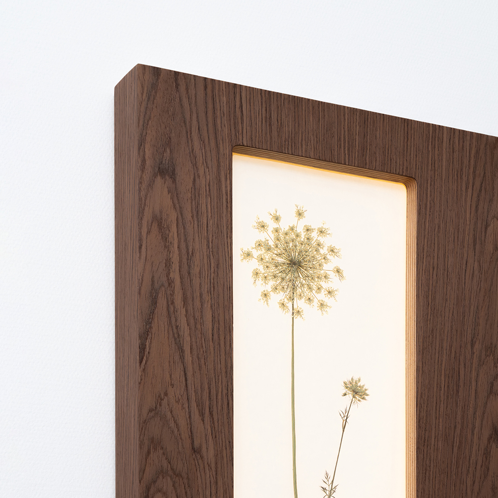 Herbarium Mini (Daucus Carota) 3