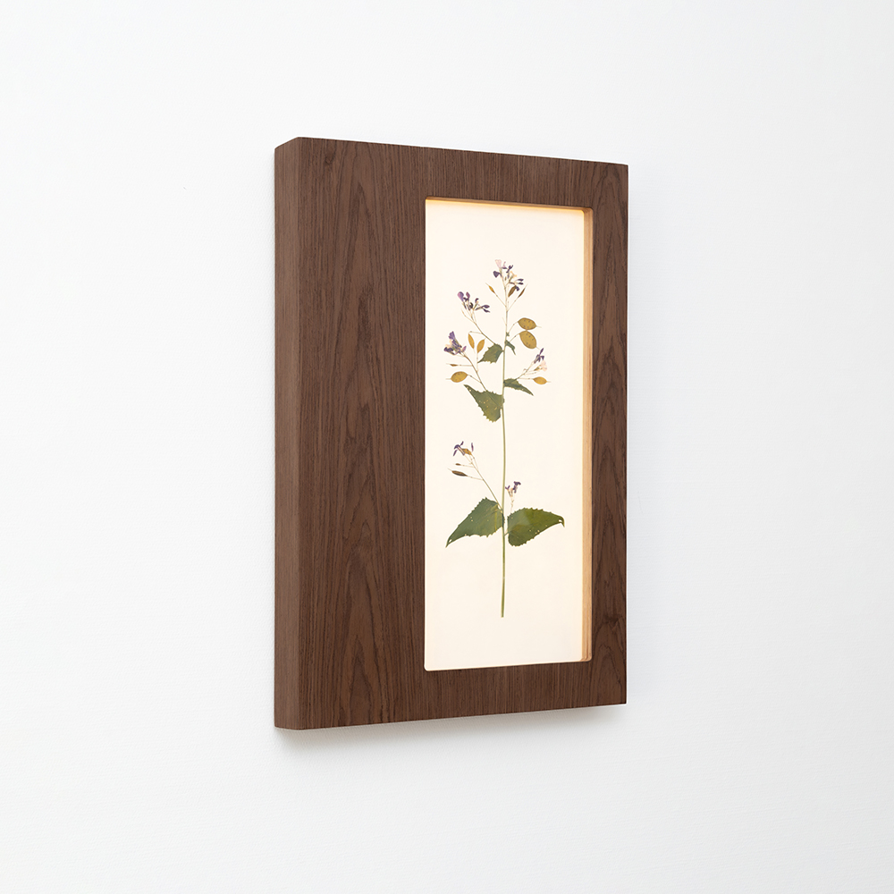 Herbarium Mini (Lunaria Annua) 1