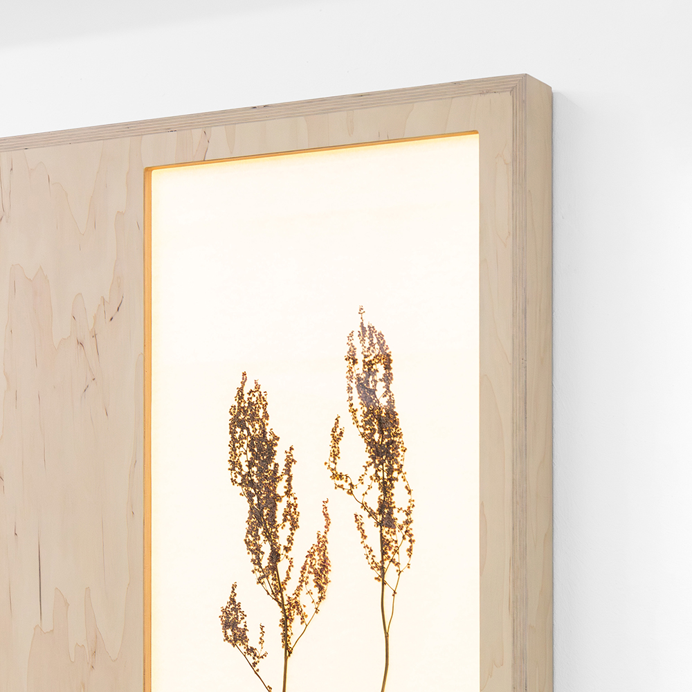 Herbarium (Rumex Acetosa) 3