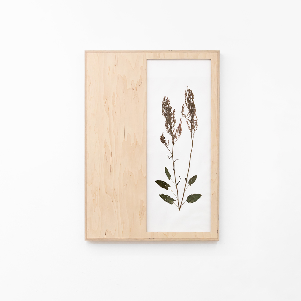 Herbarium (Rumex Acetosa) 4