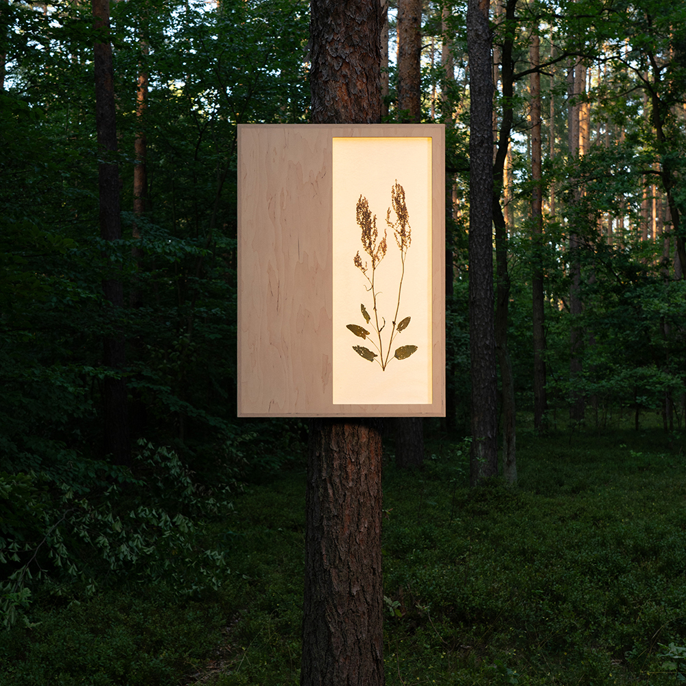 Herbarium (Rumex Acetosa) 5